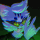 Storme the Cat's avatar