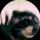 dragon's avatar