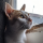 Factiven's avatar