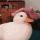 happypossum's avatar