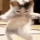Roar's avatar