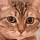 Meow's avatar