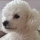 TheWhiteDog9487's avatar