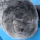 Mr. Seal's avatar
