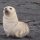 Mr. Seal's avatar